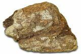 Dinosaur (Triceratops) Frill Shield Section - Montana #373880-1